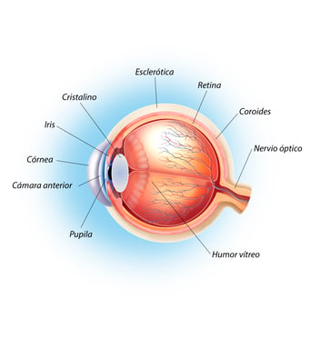 ilustración del ojo, indicando la retina